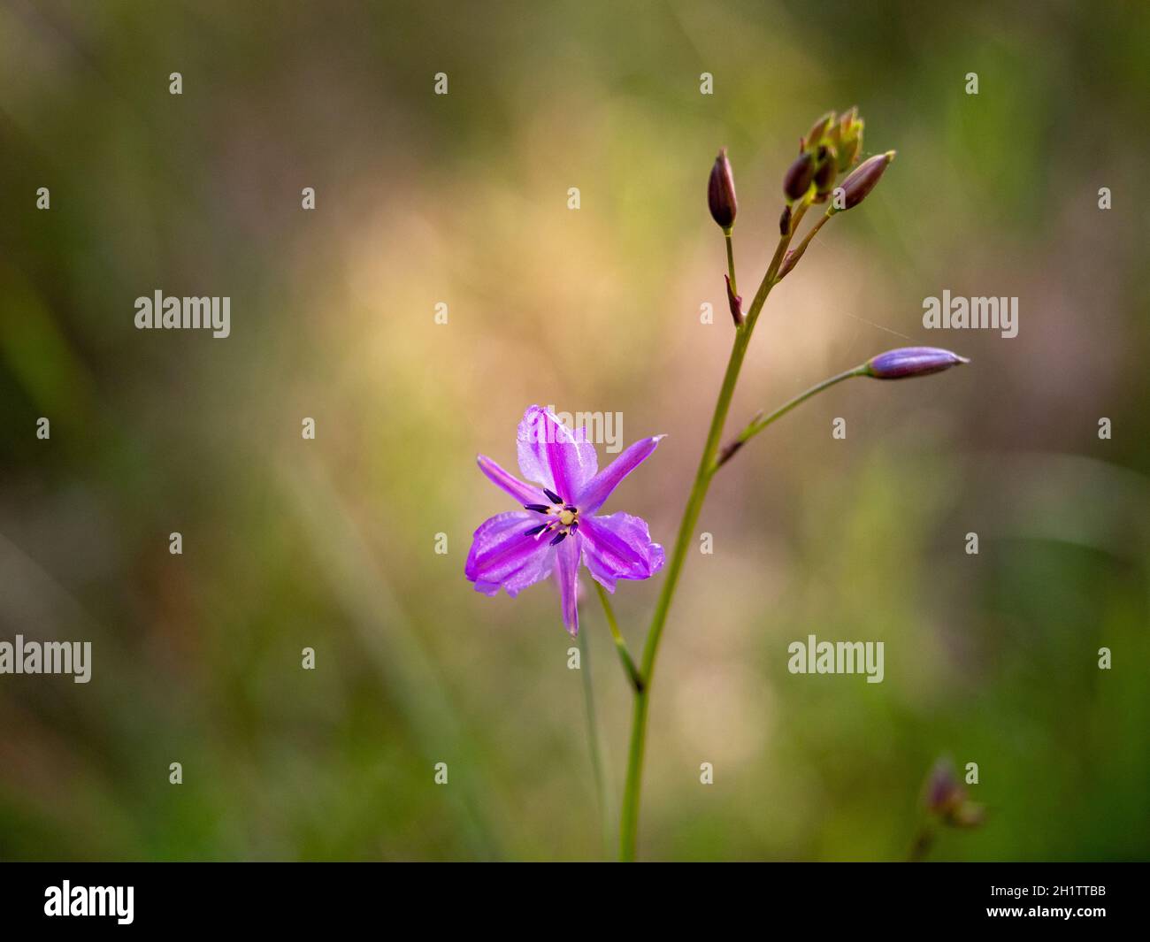 Chocolate Lily Flowers. An Australian Native with chocolate scented flowers and edible tubers. Stock Photo