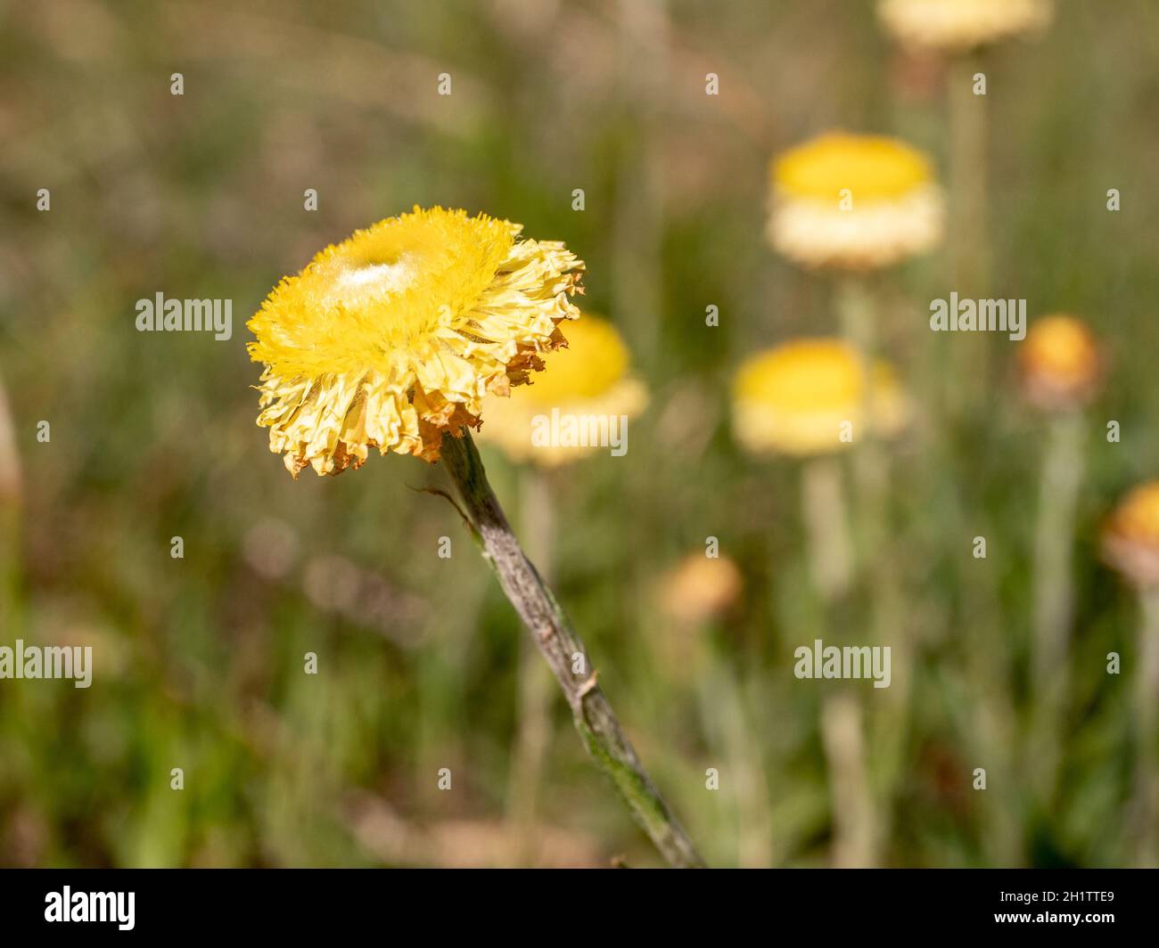 Yellow Everlasting Daisy Stock Photo