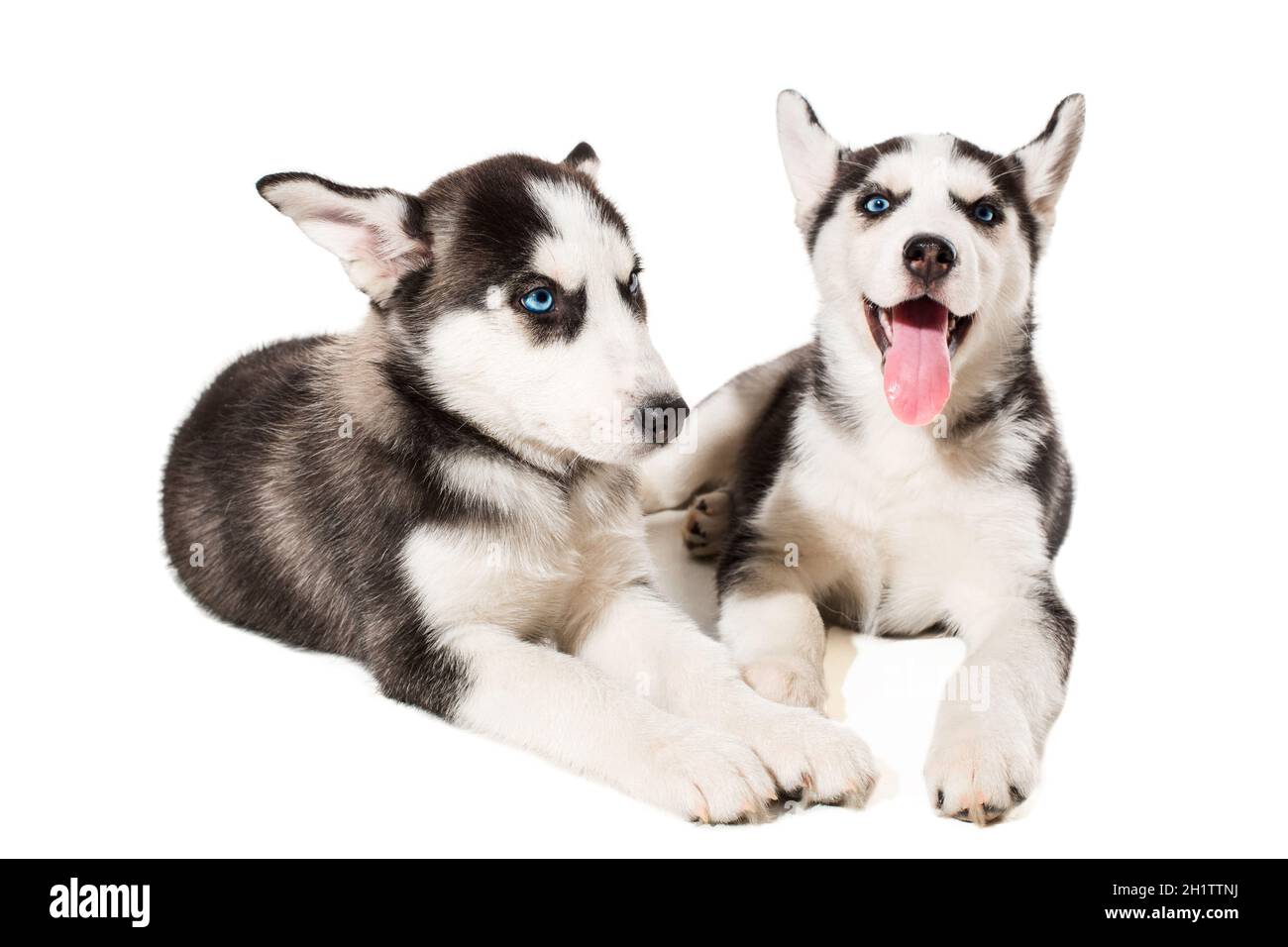 two little cute puppy of Siberian husky dog with blue eyes ...