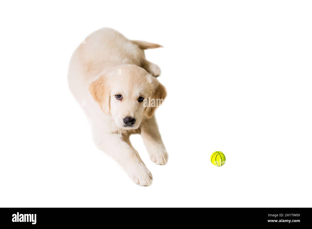 puppy golden retriever on a white background isolated Stock Photo - Alamy