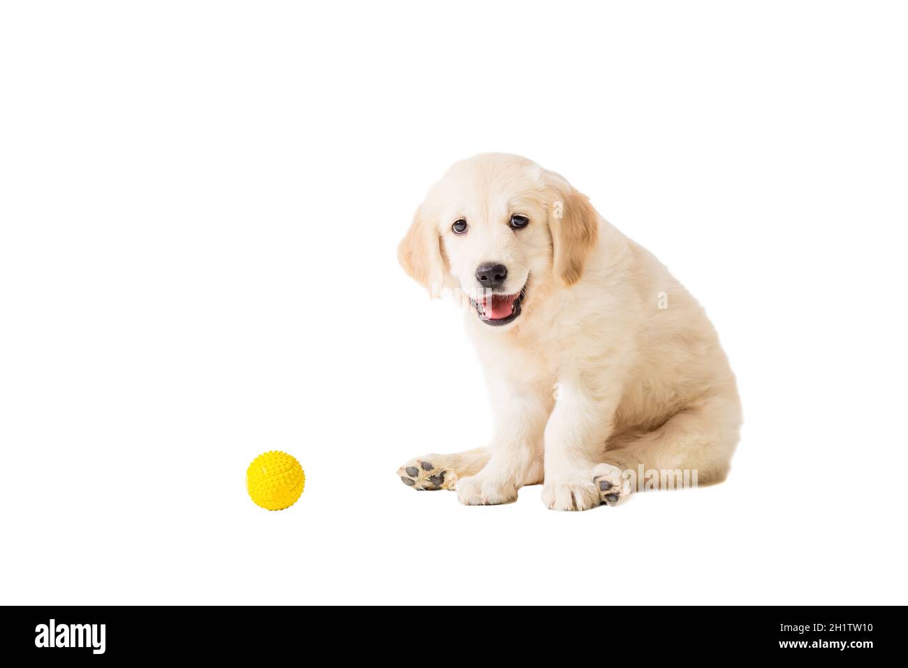 puppy golden retriever on a white background Stock Photo - Alamy