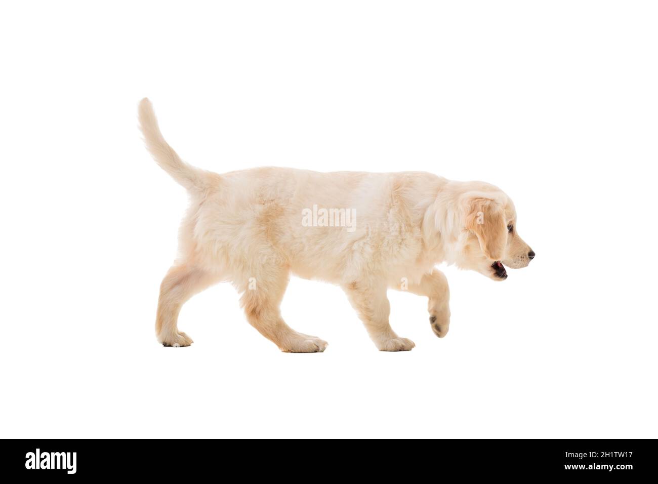 puppy golden retriever on a white background Stock Photo - Alamy