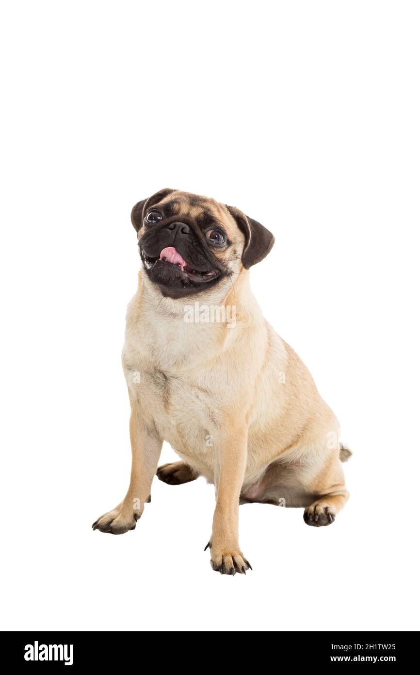 Pug dog isolated on white background Stock Photo - Alamy