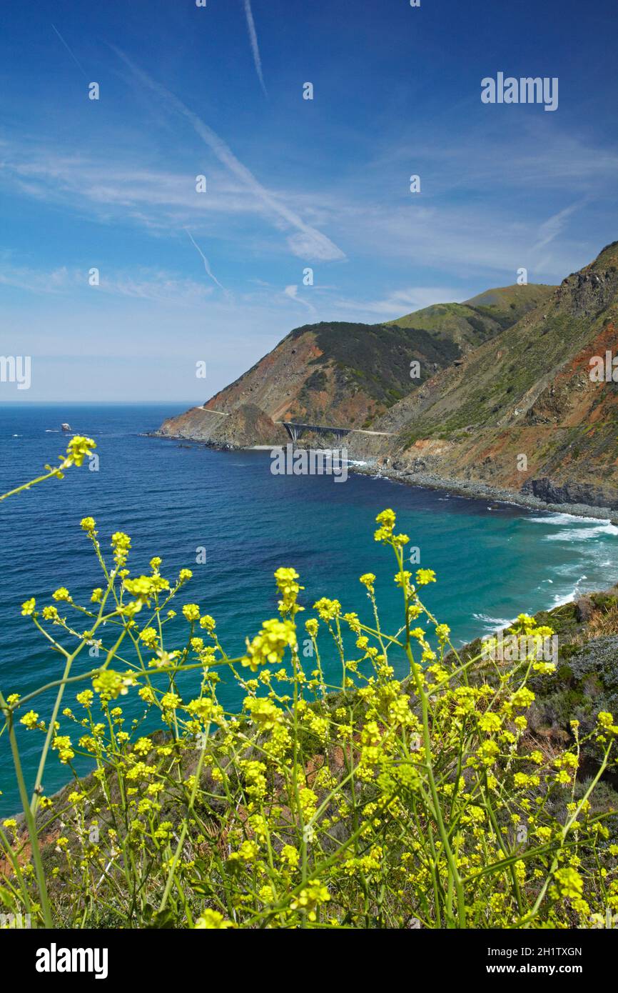 Wildflowers and Pacific Coast Highway near Big Creek Bridge, Big Sur