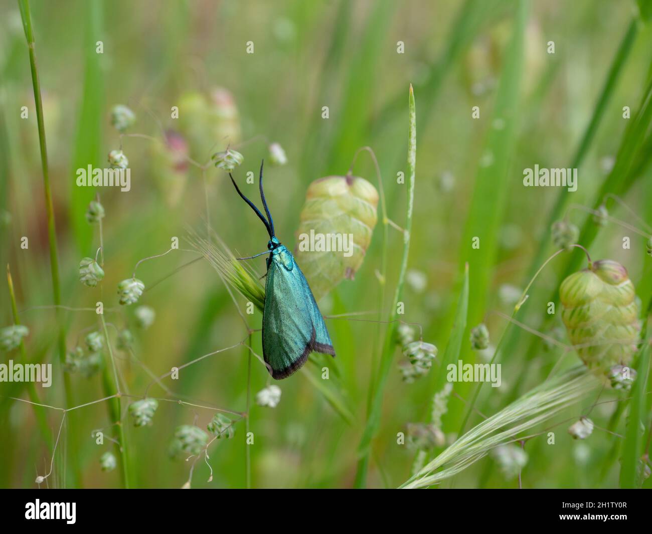 The Forester moth (Pollanisus viridipulverulenta) resting on grasses. A native Australian moth. Stock Photo