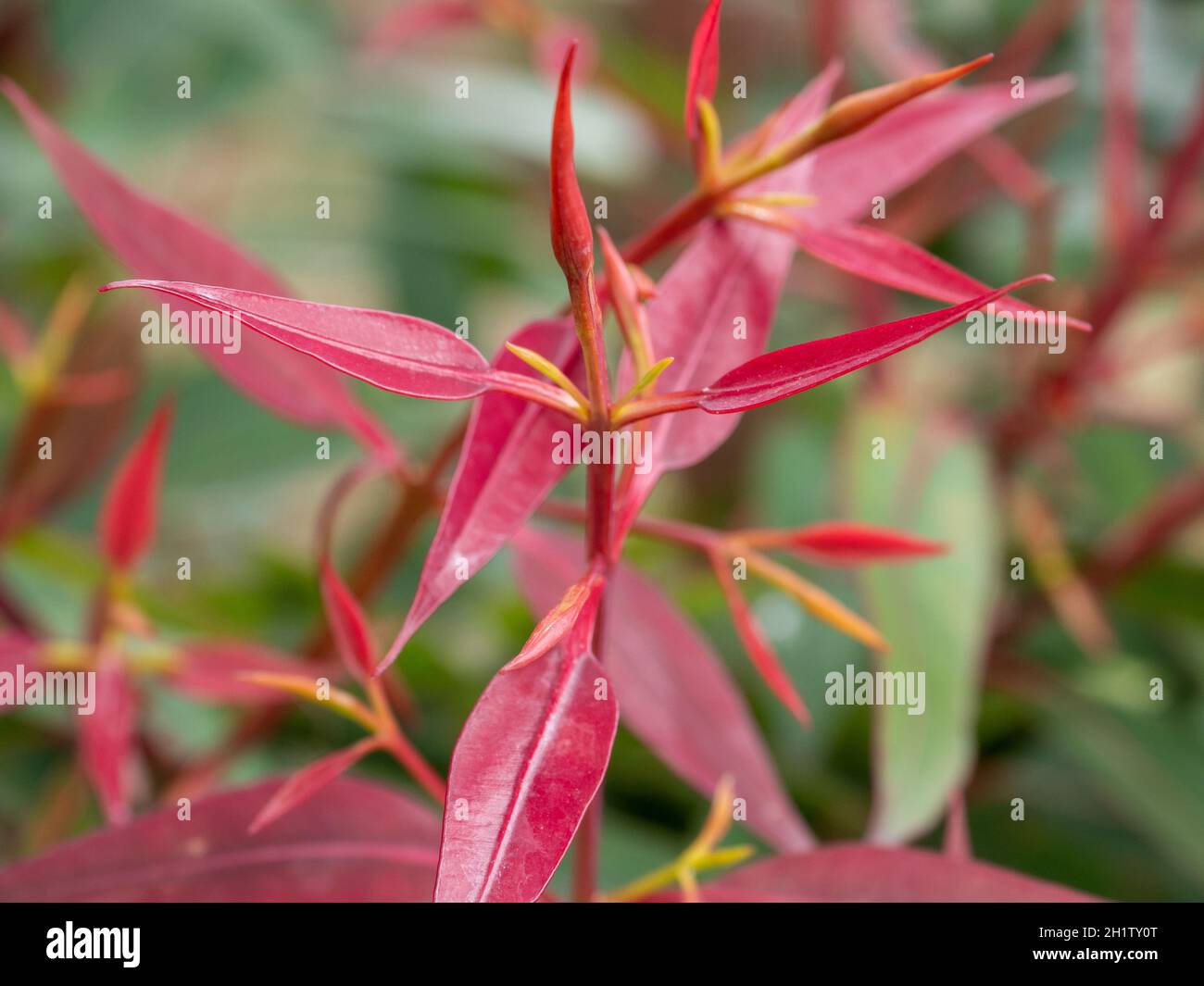 Fresh eucalyptus leaf growth. The leaves are initially red in colour