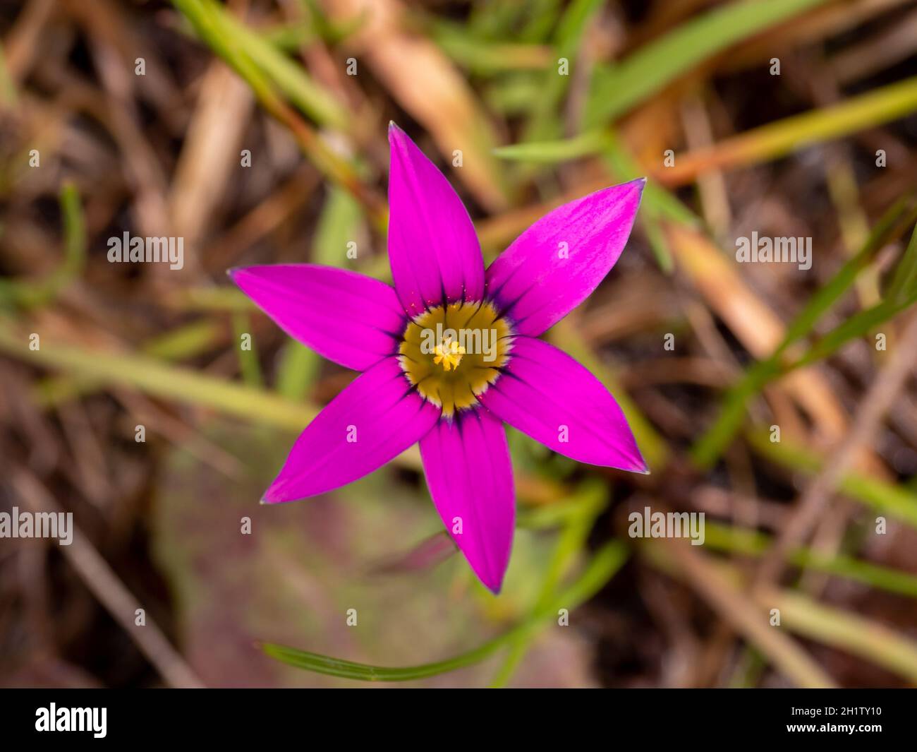 The bright pink flower of Romulea rosea (Onion Grass) which is considered a weed in Australia where the plant was photographed. Stock Photo