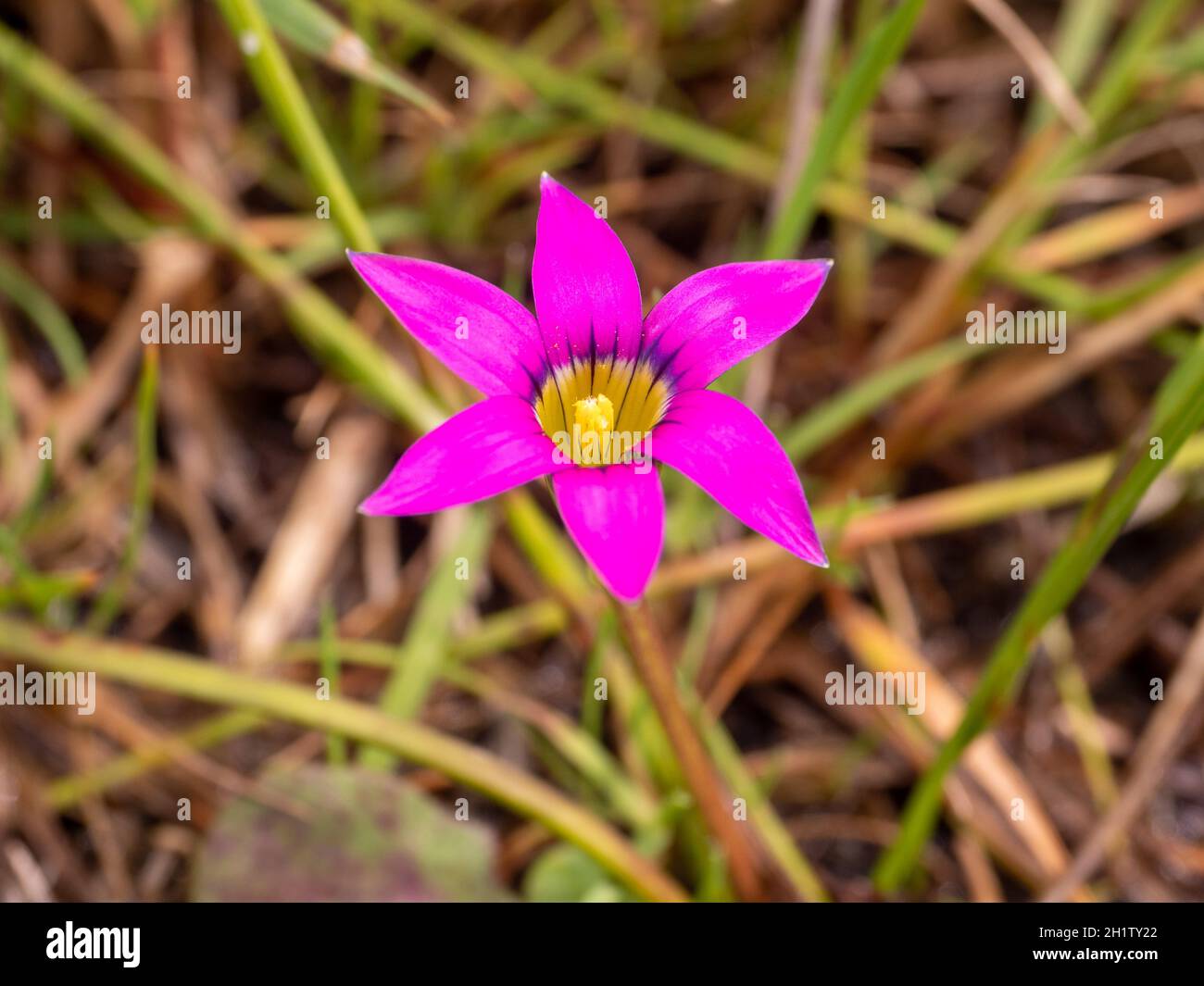 The bright pink flower of Romulea rosea (Onion Grass) which is considered a weed in Australia where the plant was photographed. Stock Photo