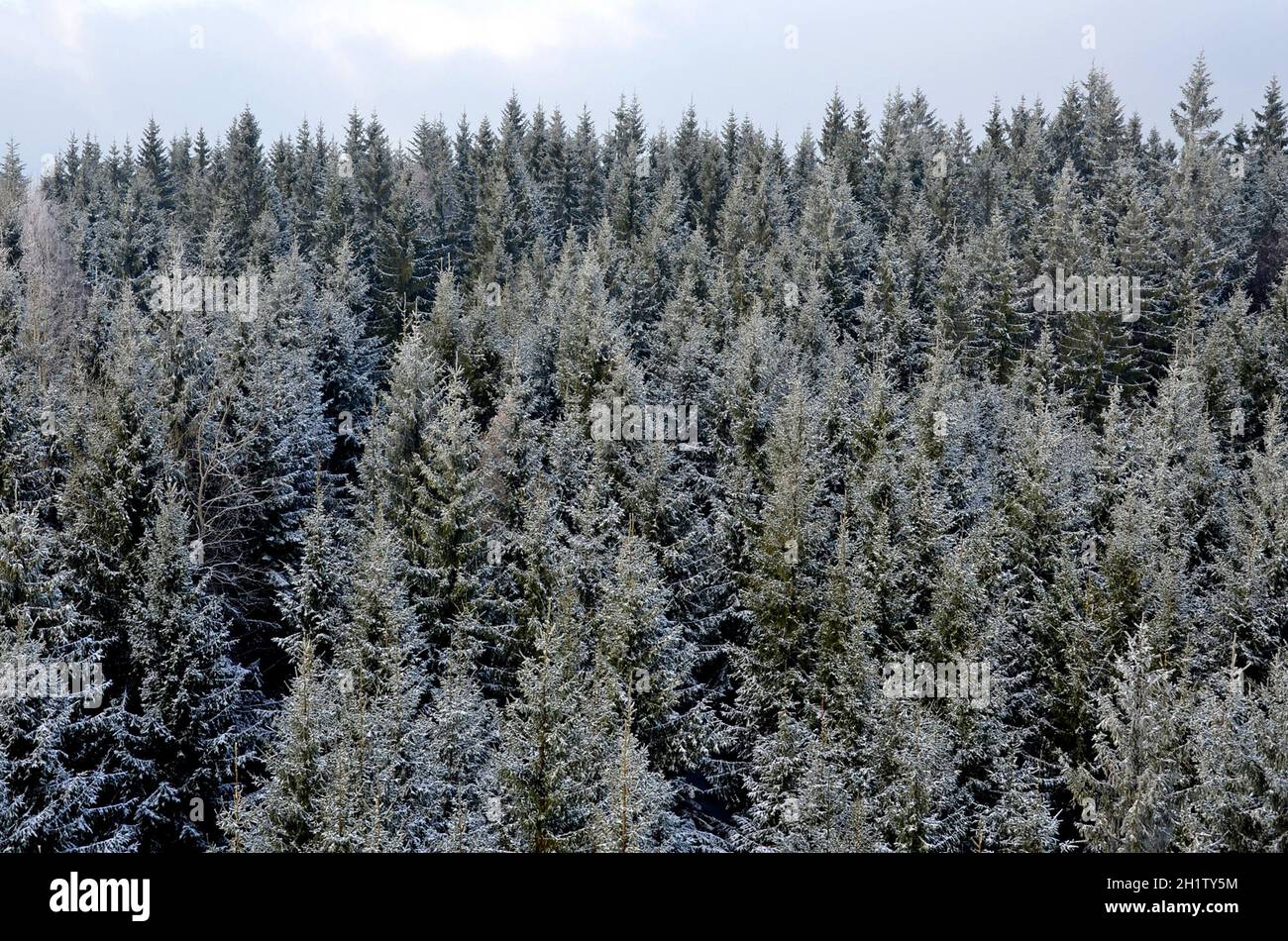 Ein Fichtenwald im Winter von oben, Österreich, Europa - A spruce forest in winter from above, Austria, Europe Stock Photo