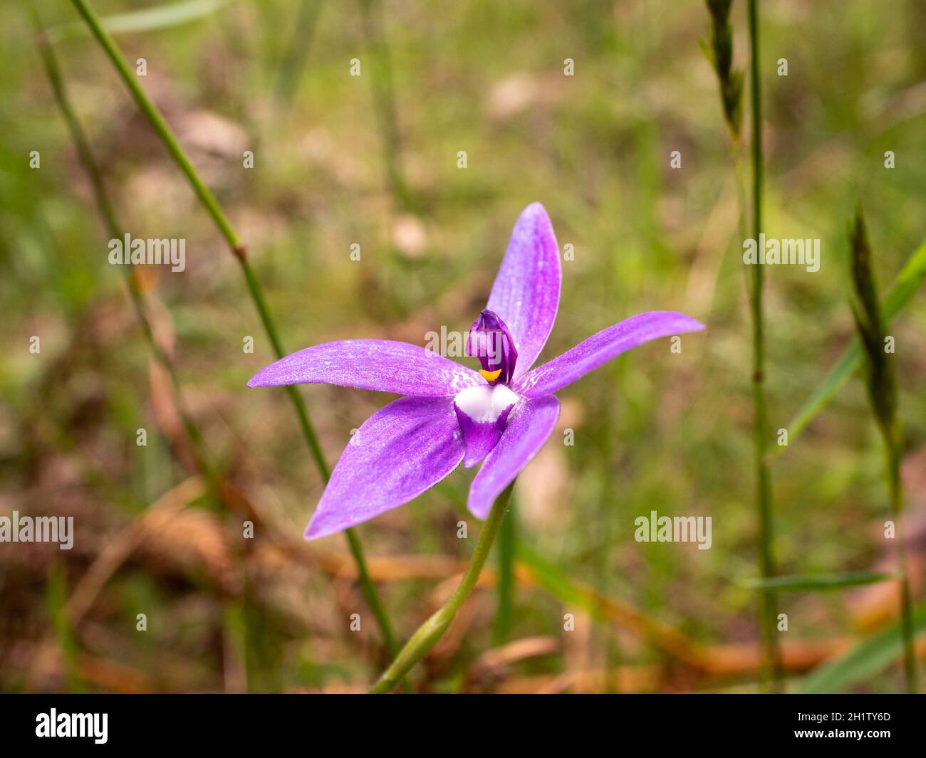 Wax-lip orchid (Glossodia major). Beautiful purple orchid native to Australia. Stock Photo