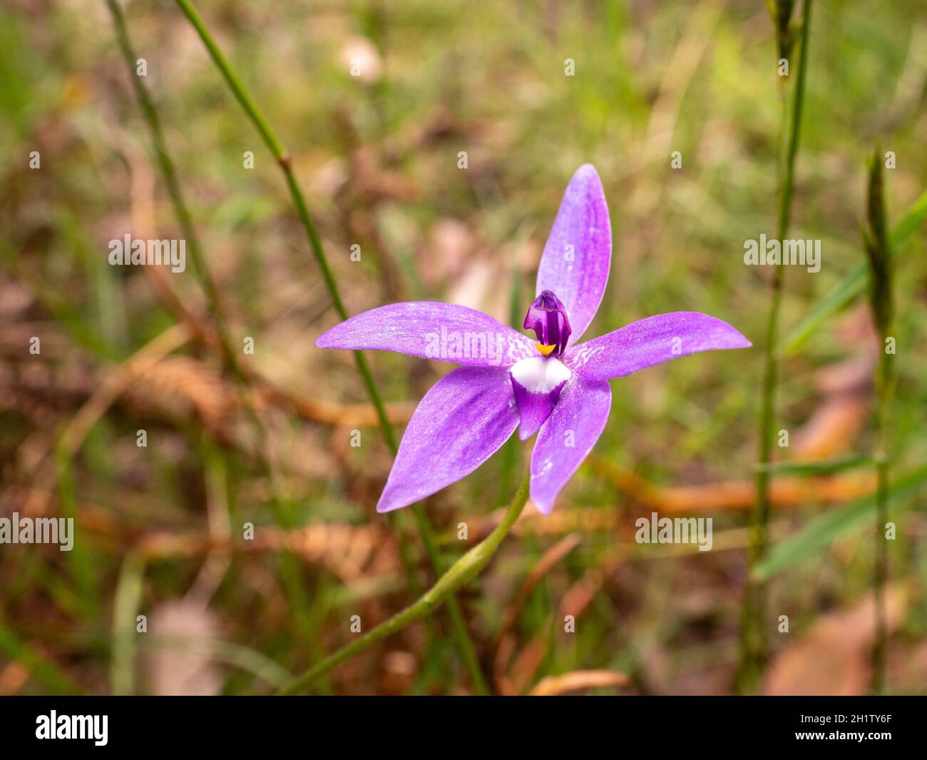 Wax-lip orchid (Glossodia major). Beautiful purple orchid native to Australia. Stock Photo