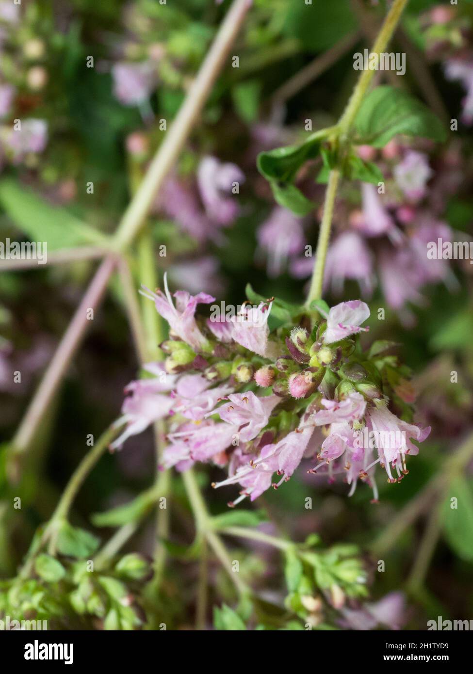 Purple flowers of oregano, close-up. A macro photograph of a medicinal