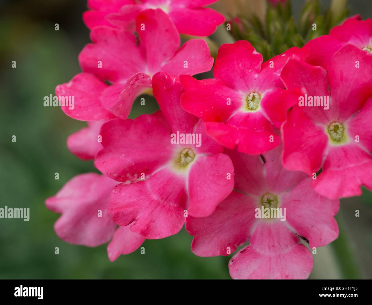 Verbena flowers, close-up shot. An inflorescence of small pink flowers. Stock Photo
