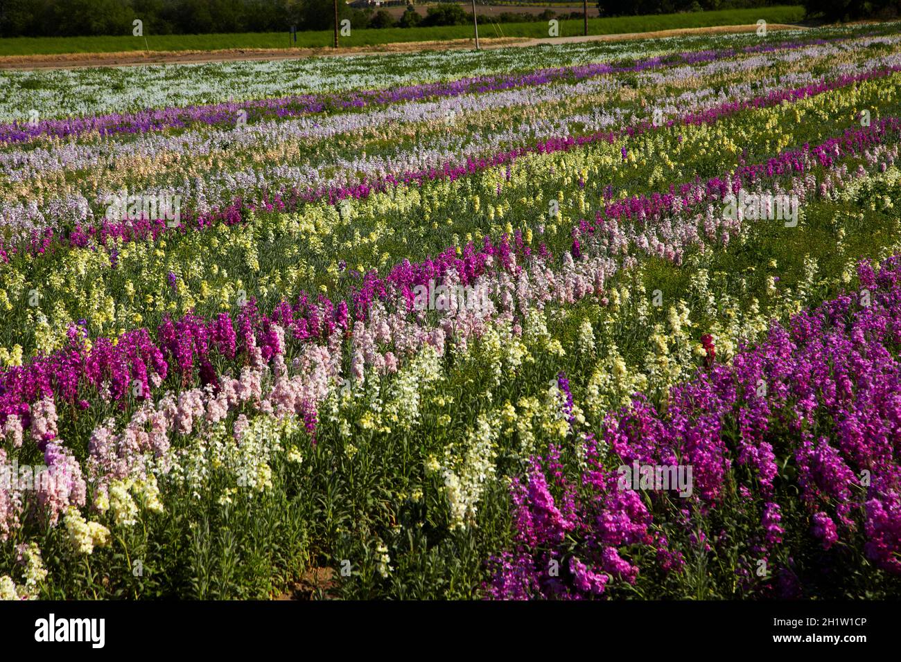 Flower Fields, Lompoc, Santa Barbara County, Central Coast, California, USA Stock Photo