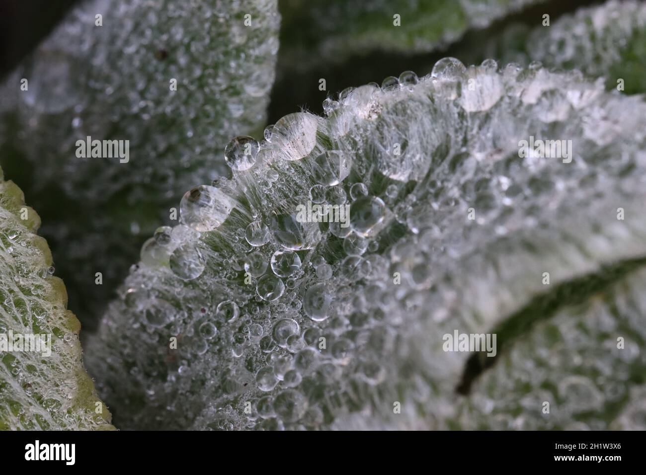 fresh clear water droplets make the leaf of stachys byzantine shimmer beautifully in the light of the early morning, close-up, Stock Photo