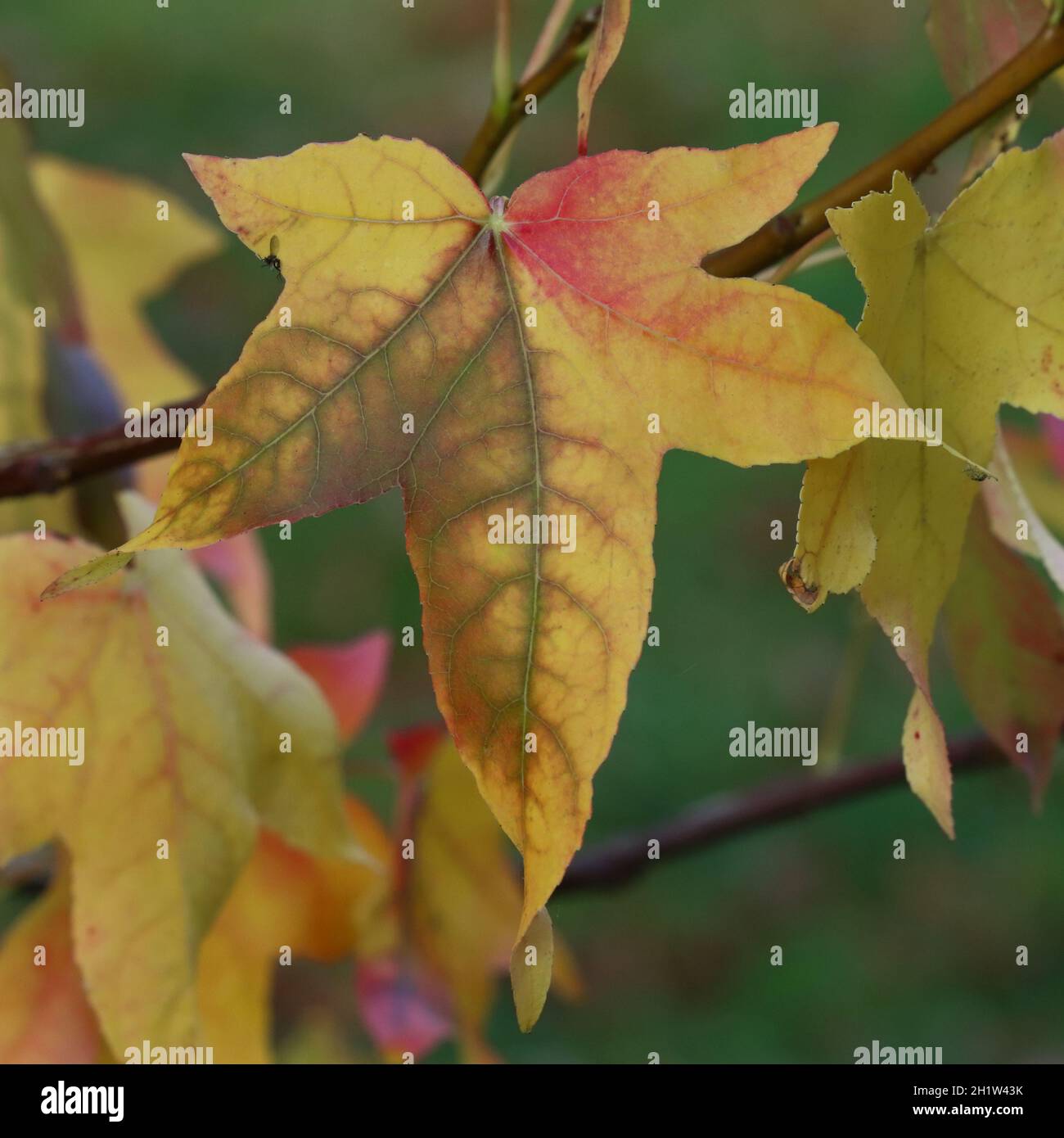 close-up of a pretty autumnal yellow maple leaf with green and red discoloration hanging on a delicate branch Stock Photo