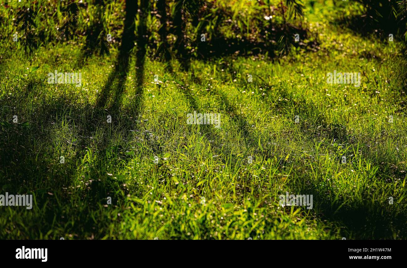 Nature.early,morning.shadows,of trees,Banbitan,Salt lake park,West Bengal,India. Stock Photo