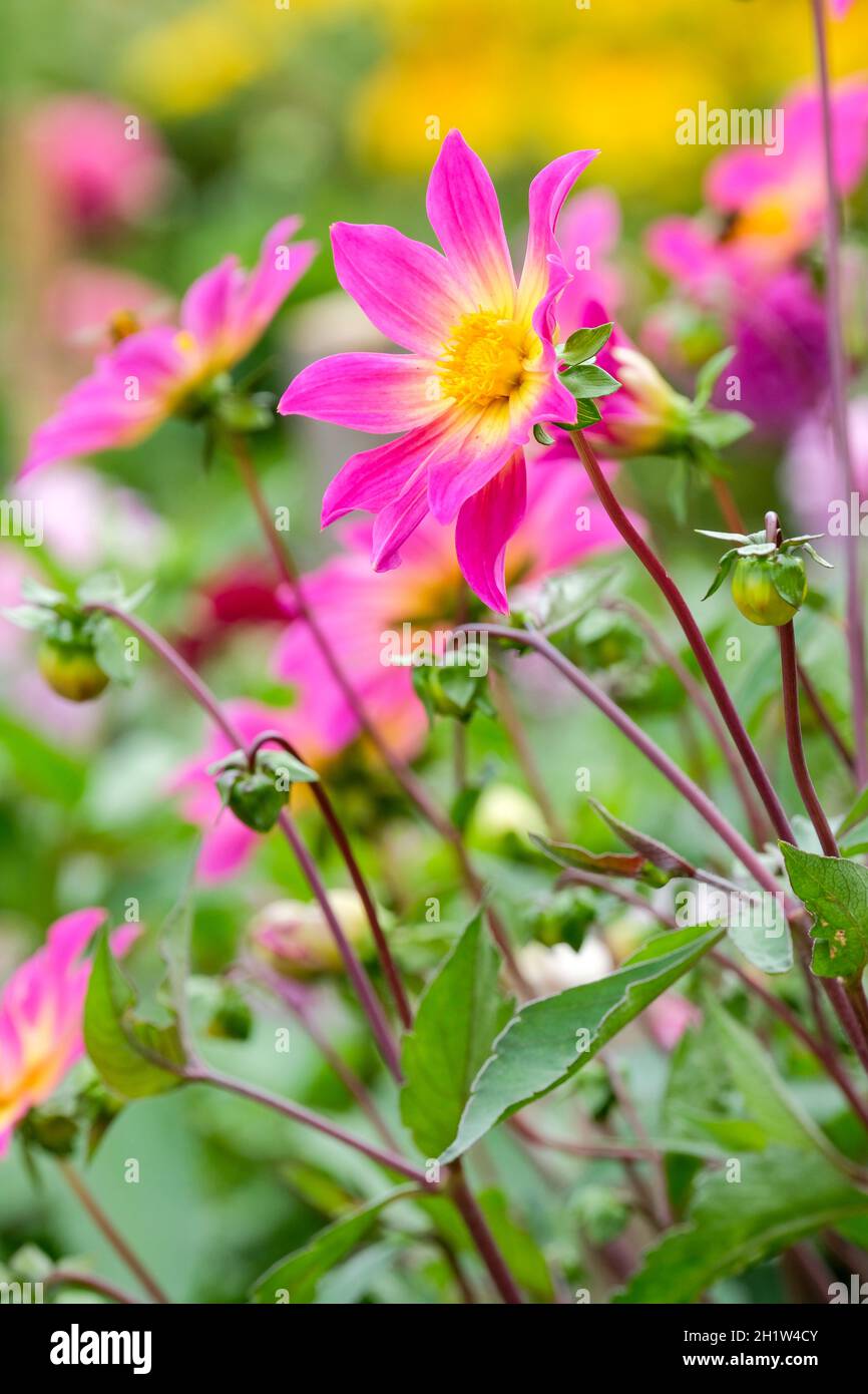 Single-flowered cultivar, Dahlia 'Bright Eyes'. Purple-pink flowers fading to yellow at the centre. Stock Photo