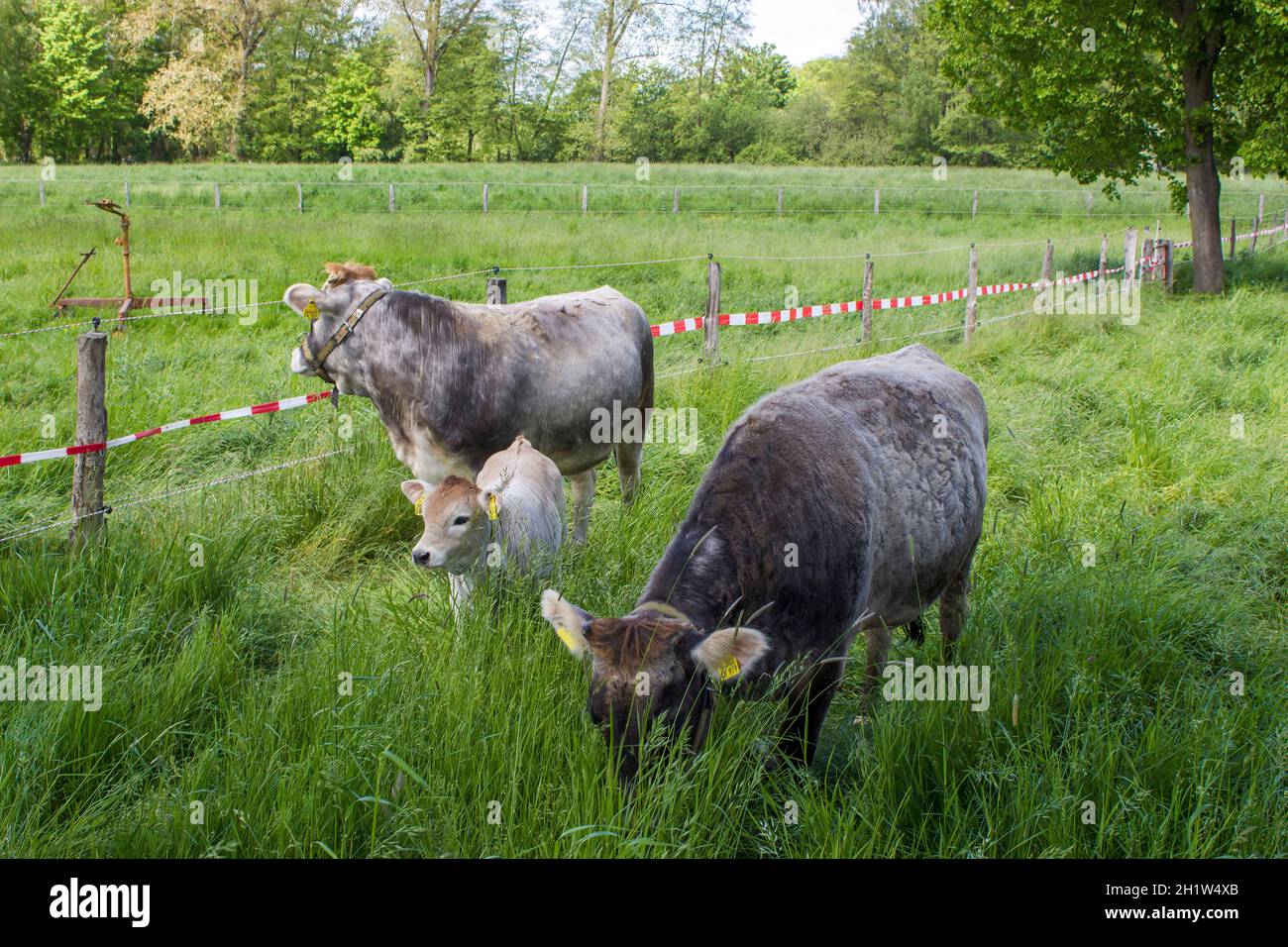 Cows grazing on a spring meadow in sunny day - german countryside landscape, Lower Rhine Region, Germany Stock Photo