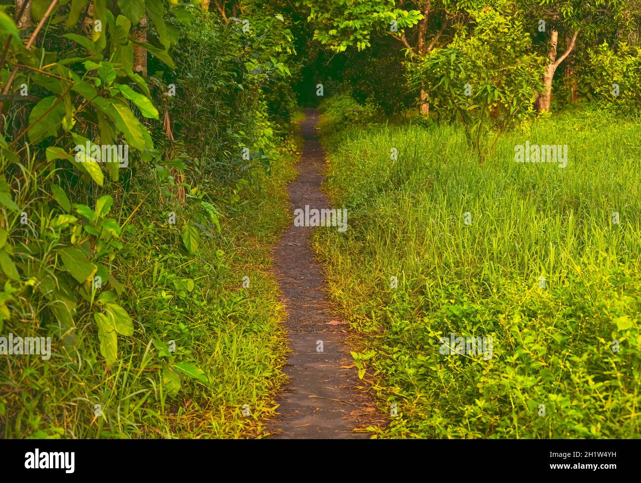 Walking,track,Salt lake park,through,greens,clean,environment,Pollution,free,Kolkata,India. Stock Photo