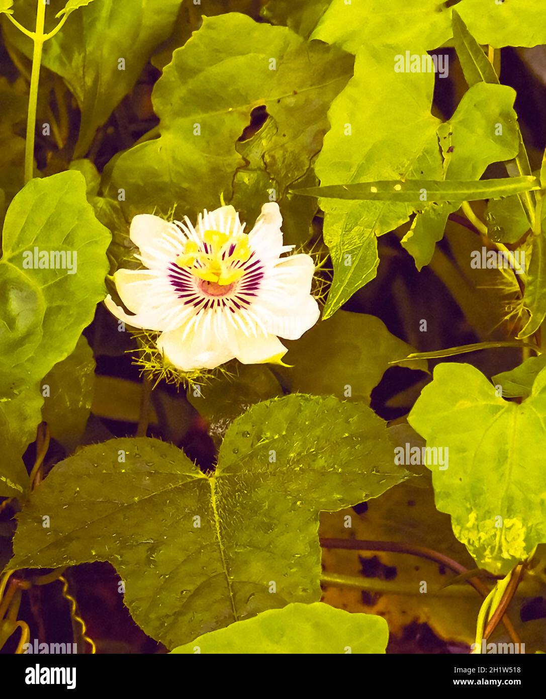 Wild,passiflower,Foetida,blooming,mid Monsoon,Saltlake forest,Kolkata,West Bengal,India. Stock Photo