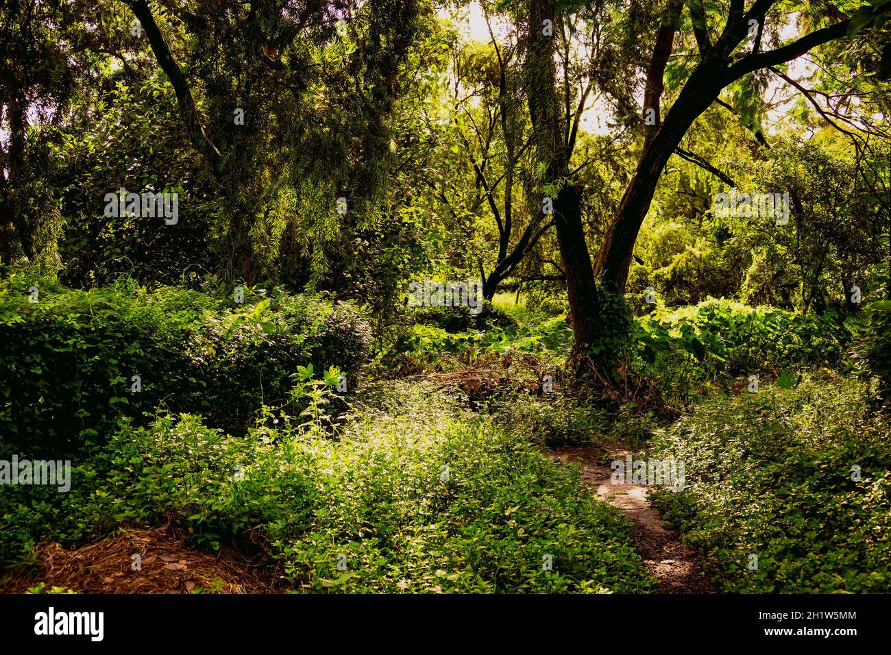 Forest,landscape,Saltlake park,light & shade,Kolkata,West Bengal,India. Stock Photo