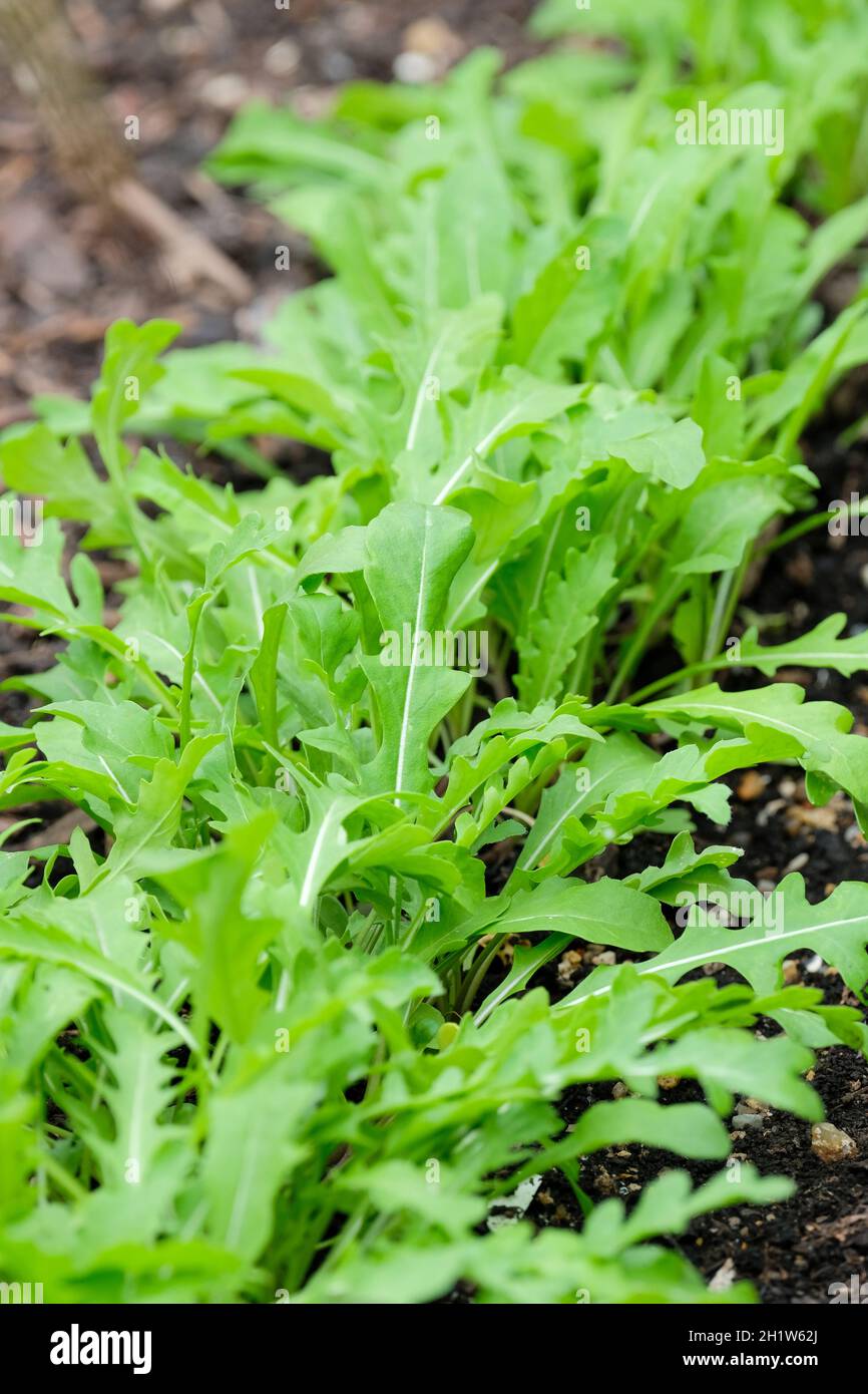Eruca vesicaria subspecies sativa or salad rocket, arugula, jamba, edible rocket, roquette, rucola. Edible leaves growing in a bed Stock Photo
