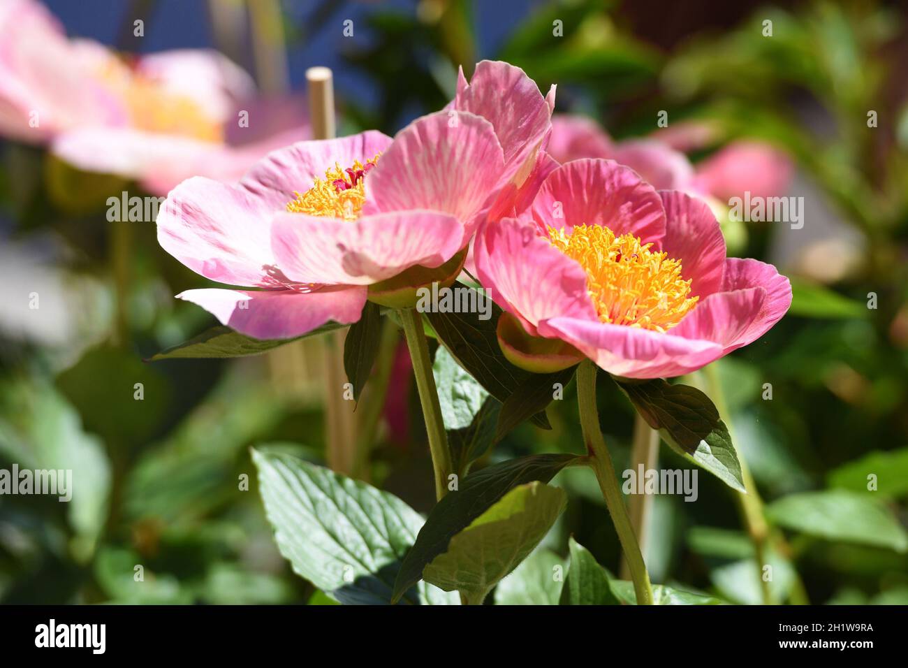 Pfingstrosen Busch High Resolution Stock Photography and Images - Alamy