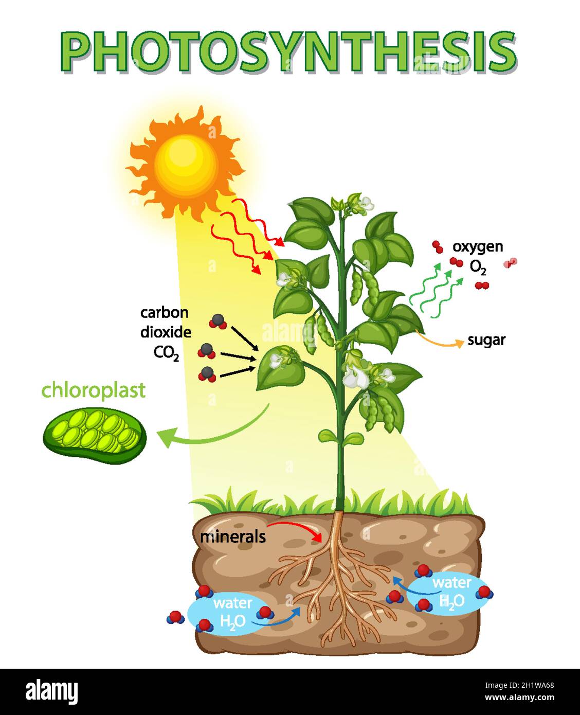 Diagram showing process of photosynthesis in plant illustration Stock