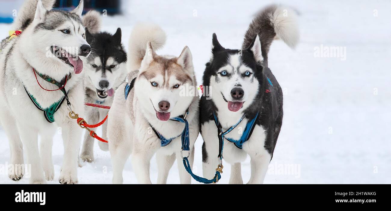 The portrait of a husky-drawn on the competition before the startr Stock Photo