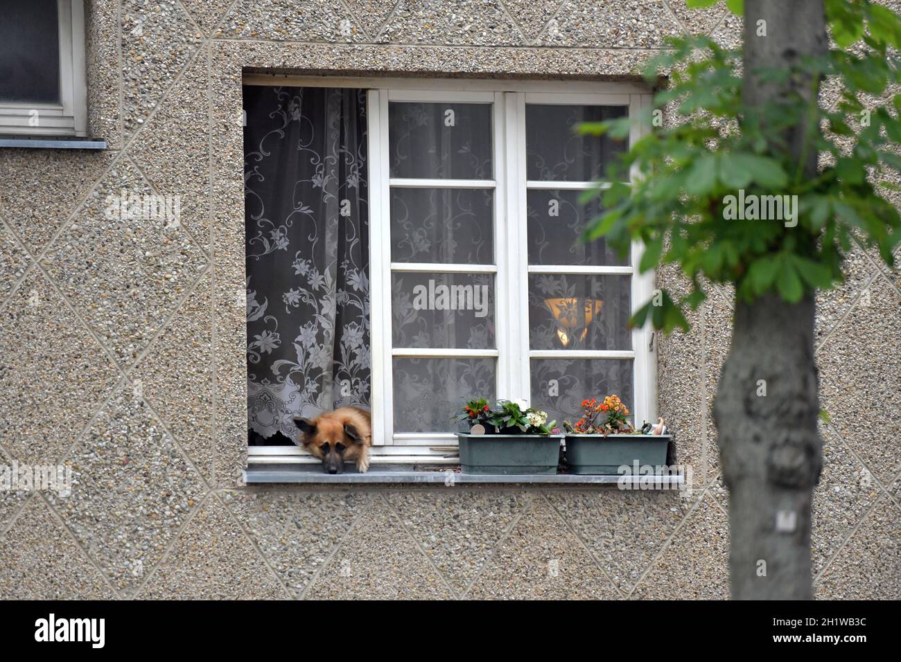 Ein Hund schaut aus einem Wohnungsfenster in Wien, Österreich, Europa - A  dog looks out of an apartment window in Vienna, Austria, Europe Stock Photo  - Alamy