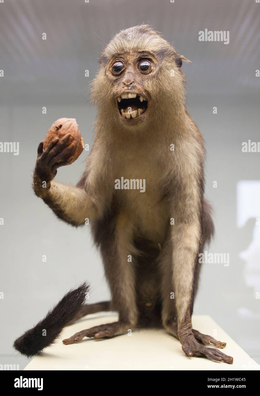 Coimbra, Portugal - Sept 6th 2019: Stuffed Mona monkey. Science Museum of the University of Coimbra Stock Photo