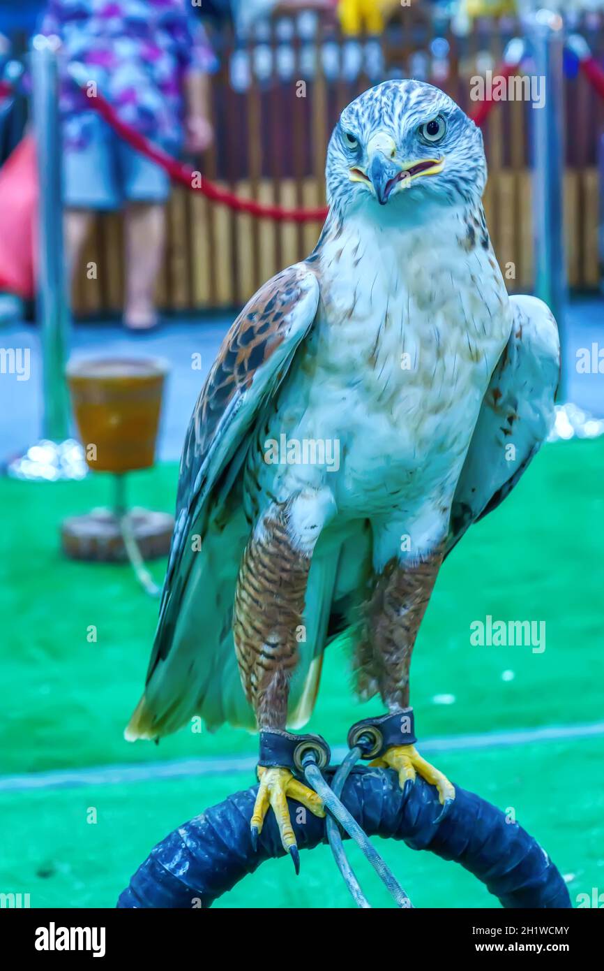 The hawk is a popular pet in Thailand Stock Photo - Alamy