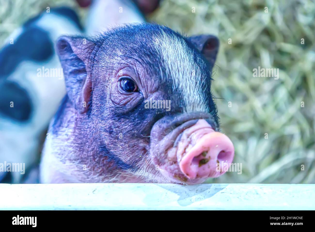 Many Pound Belly pig waiting for the food in the stall. Stock Photo