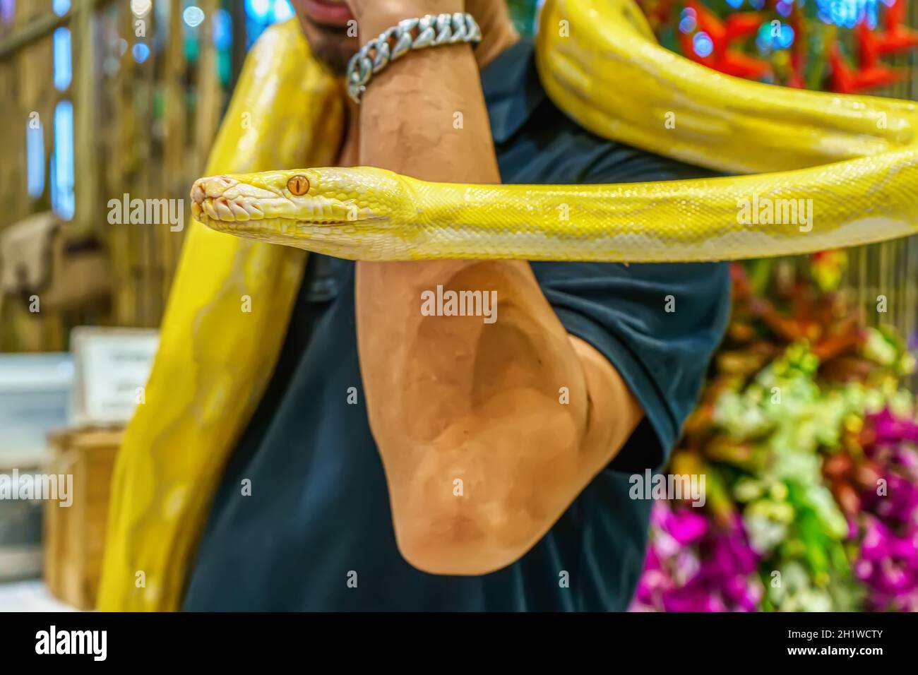 Albino burmese python wrapped around a man. Its a popular pet in ...
