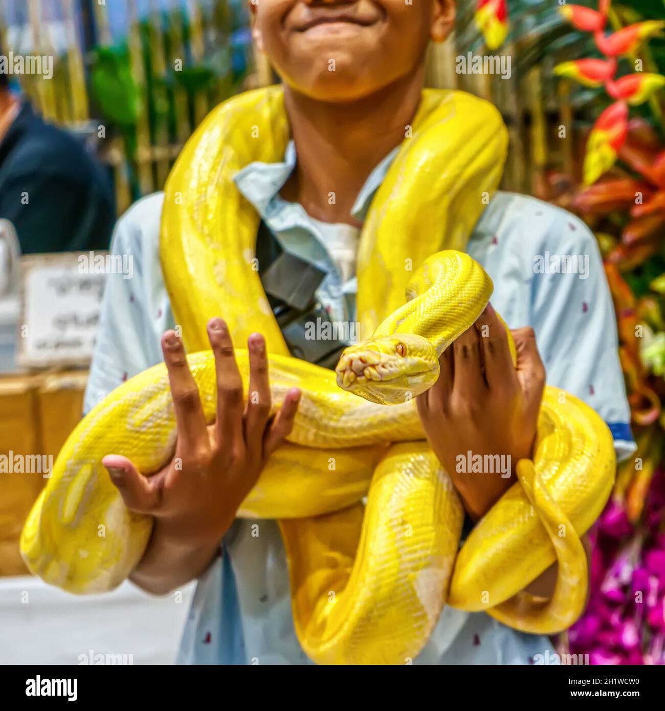 Albino burmese python wrapped around a man. Its a popular pet in ...