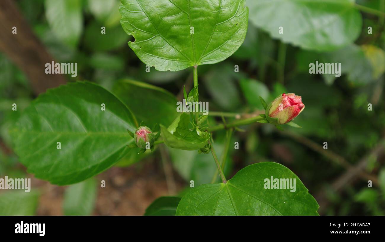 Overhead view of a China rose branch with few ready to bloom buds in the garden Stock Photo