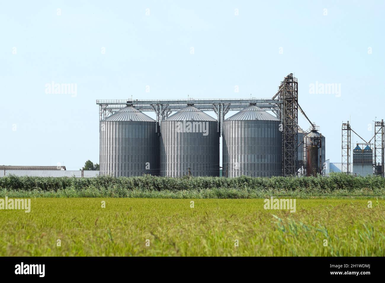 Plant for the drying and storage of grain. Rice plant in the middle of fields. Stock Photo