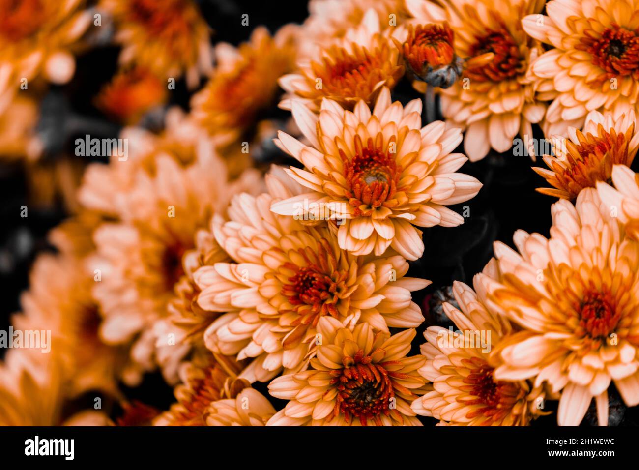 Chrysanthemum exhibition hi-res stock photography and images - Alamy