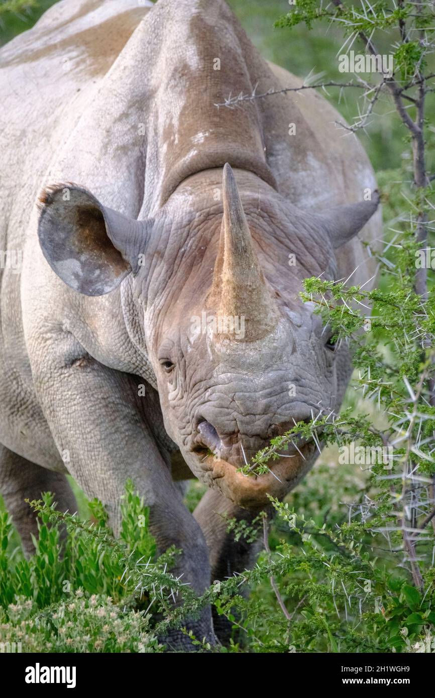 Black rhino (Diceros bicornis) eating, portrait. Etosha National Park, Namibia, Africa Stock Photo