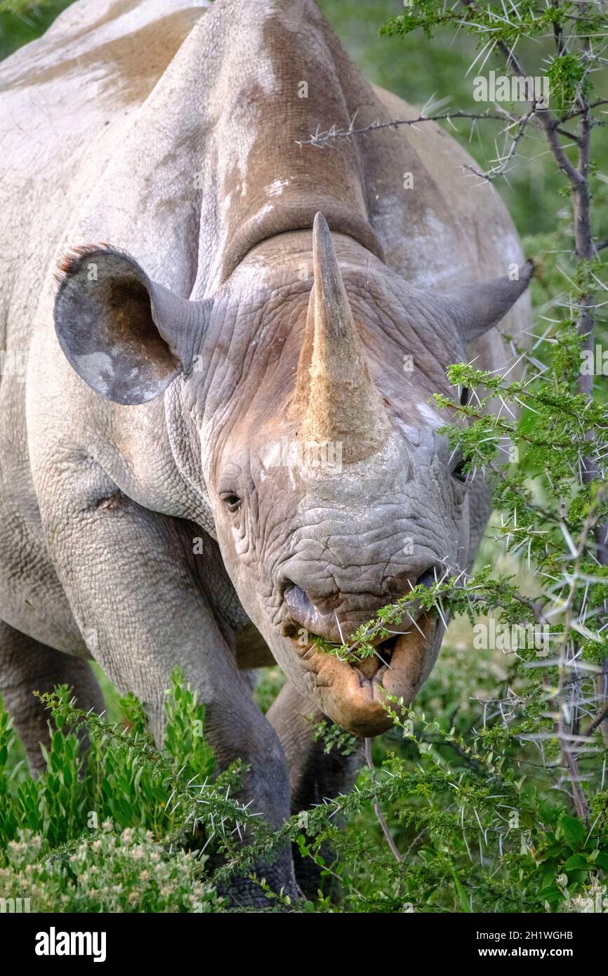 Black rhino (Diceros bicornis) eating, head portrait. Etosha National Park, Namibia, Africa Stock Photo