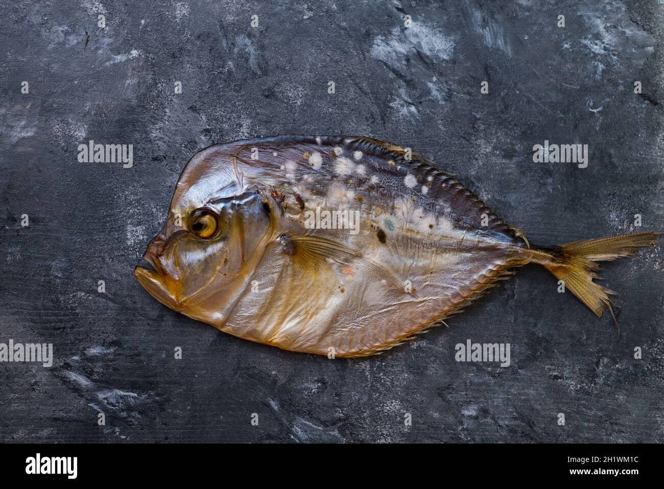 Fish mold 2024