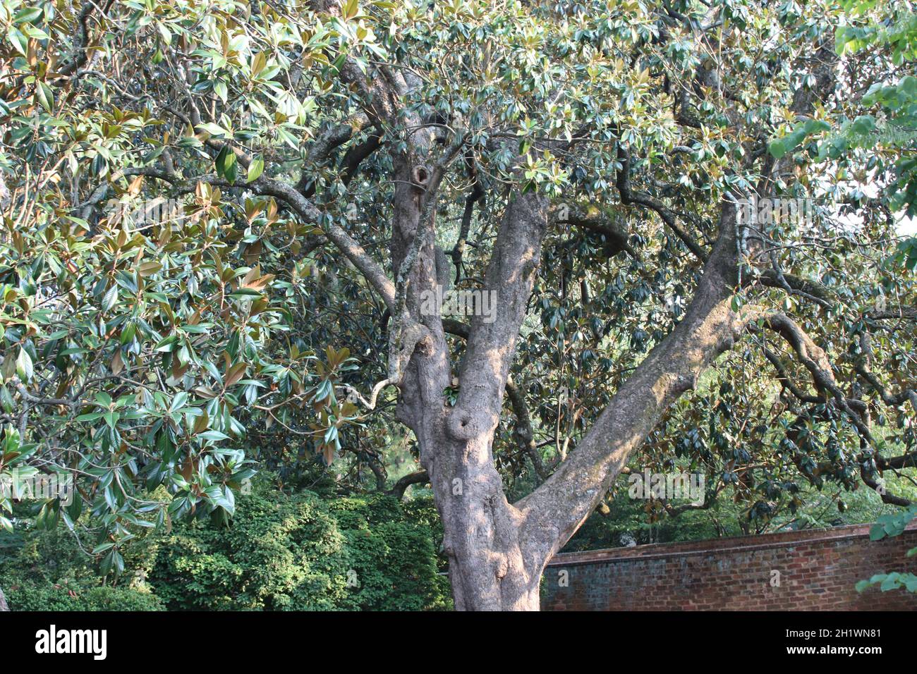 View of the Japanese stone oak tree (Lithocarpus edulis) in the park Stock Photo
