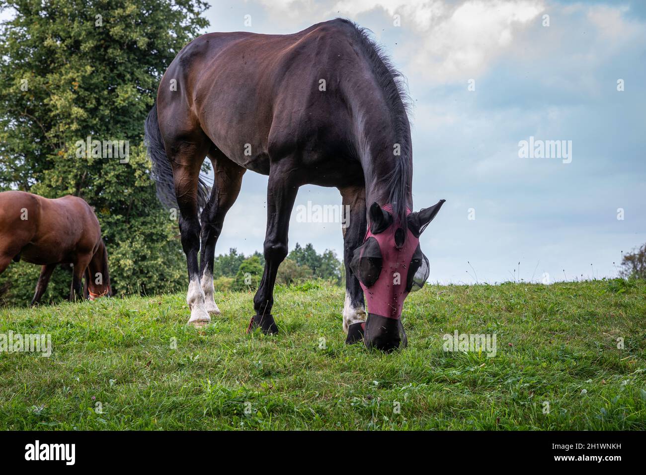A brown or dark bay horse with white fetlocks wearing a fly mask and grazing in a grass meadow. Stock Photo