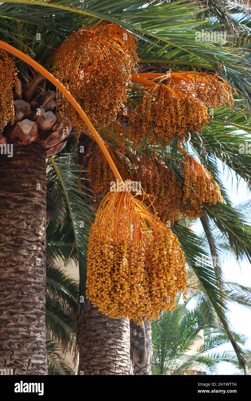 Palm tree laden with dates, Lagos, Malaga Province, Andalusia, Spain, Western Europe. Stock Photo