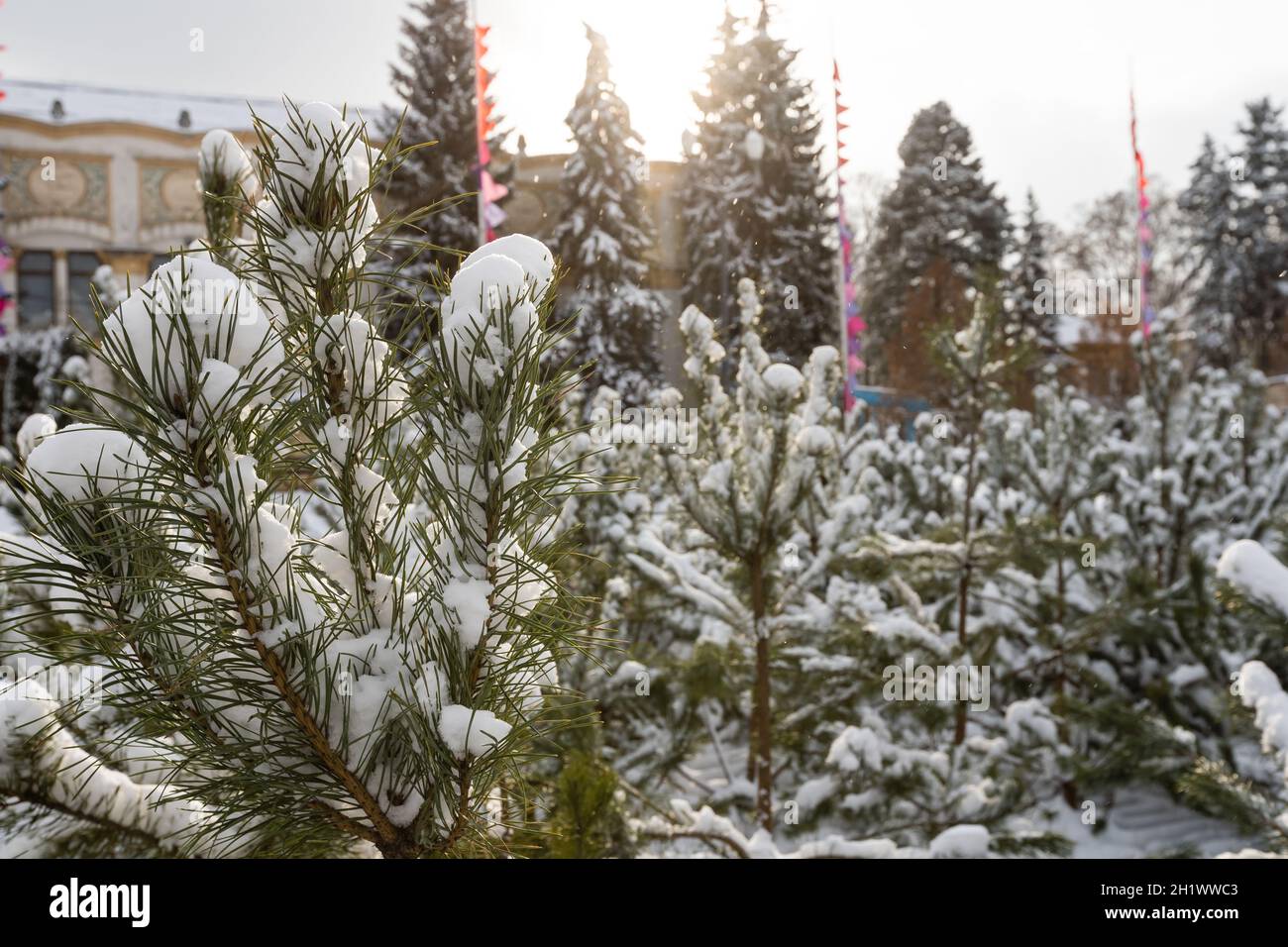 a pine tree branch covered in deep snow Stock Photo - Alamy