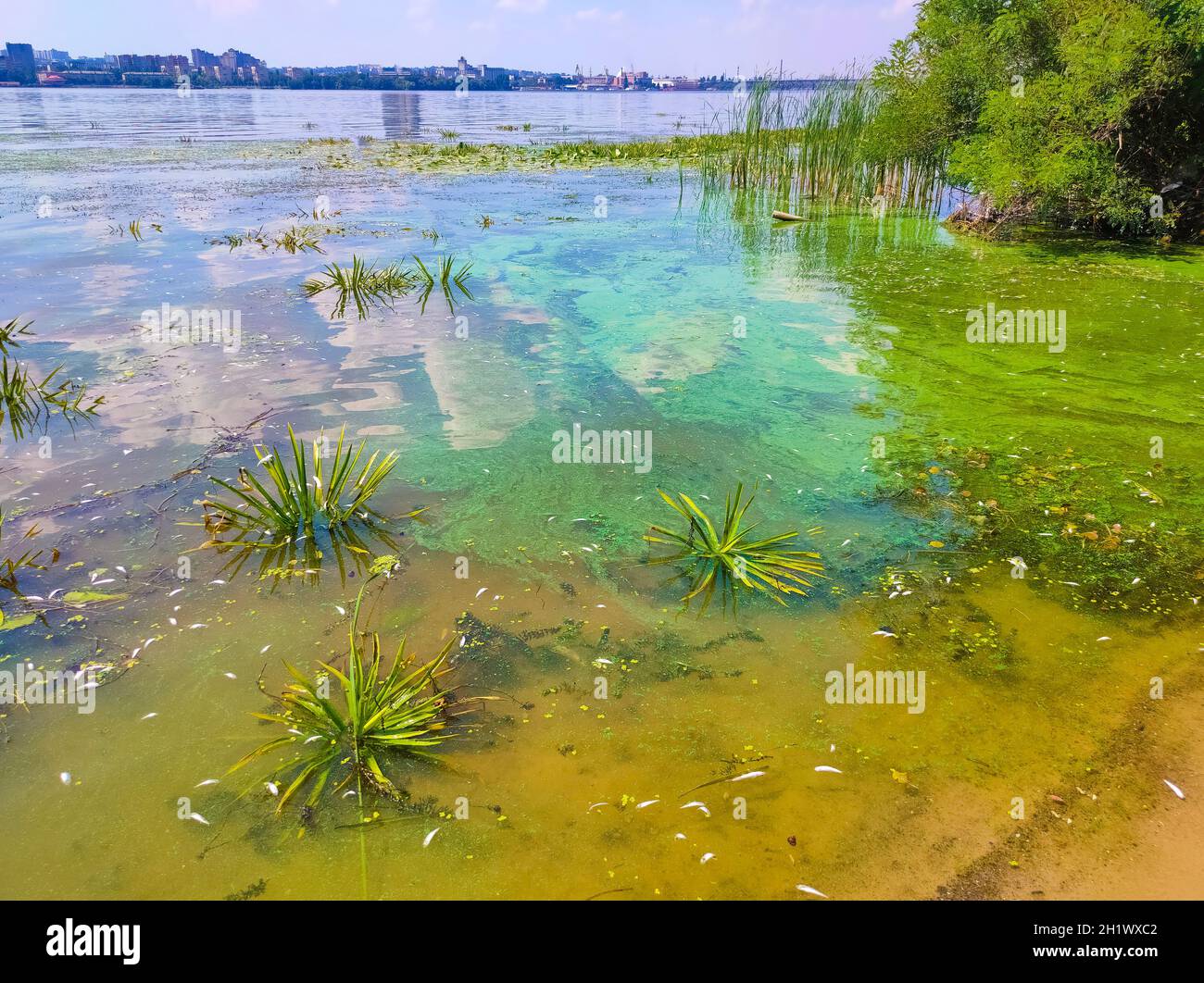 Dirty blue and green water in reservoir. Contamination by toxic algae. Environmental pollution. Ecological catastrophy. Dam on Dnipro river. Stock Photo