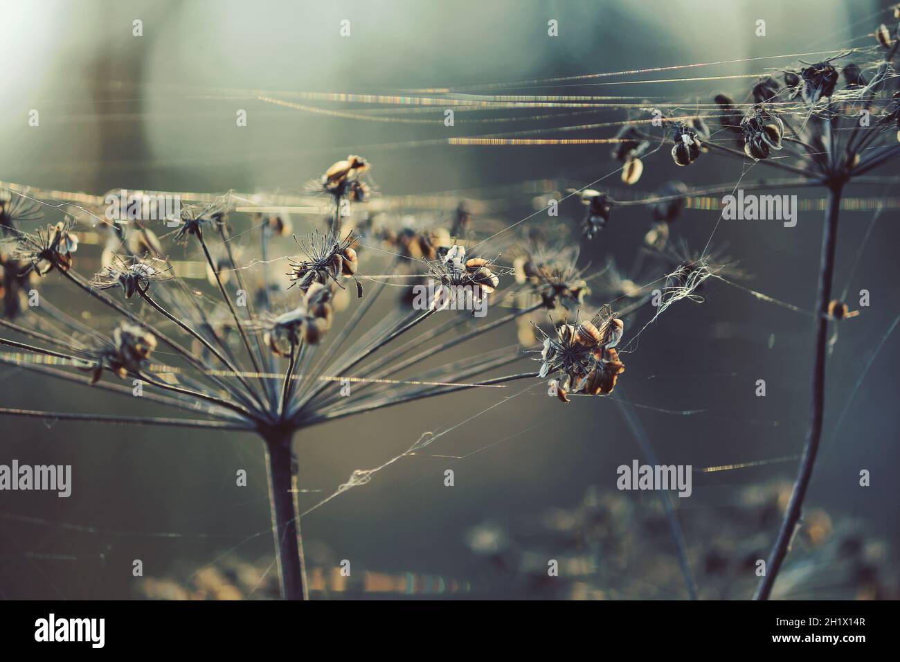 Dry inflorescences of an umbrella plant in sunlight on an autumn day. Heads of dry umbrella