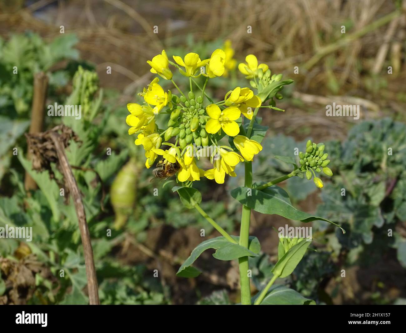 close up of a yellow flower of a sprouted broccoli plant (Brassica