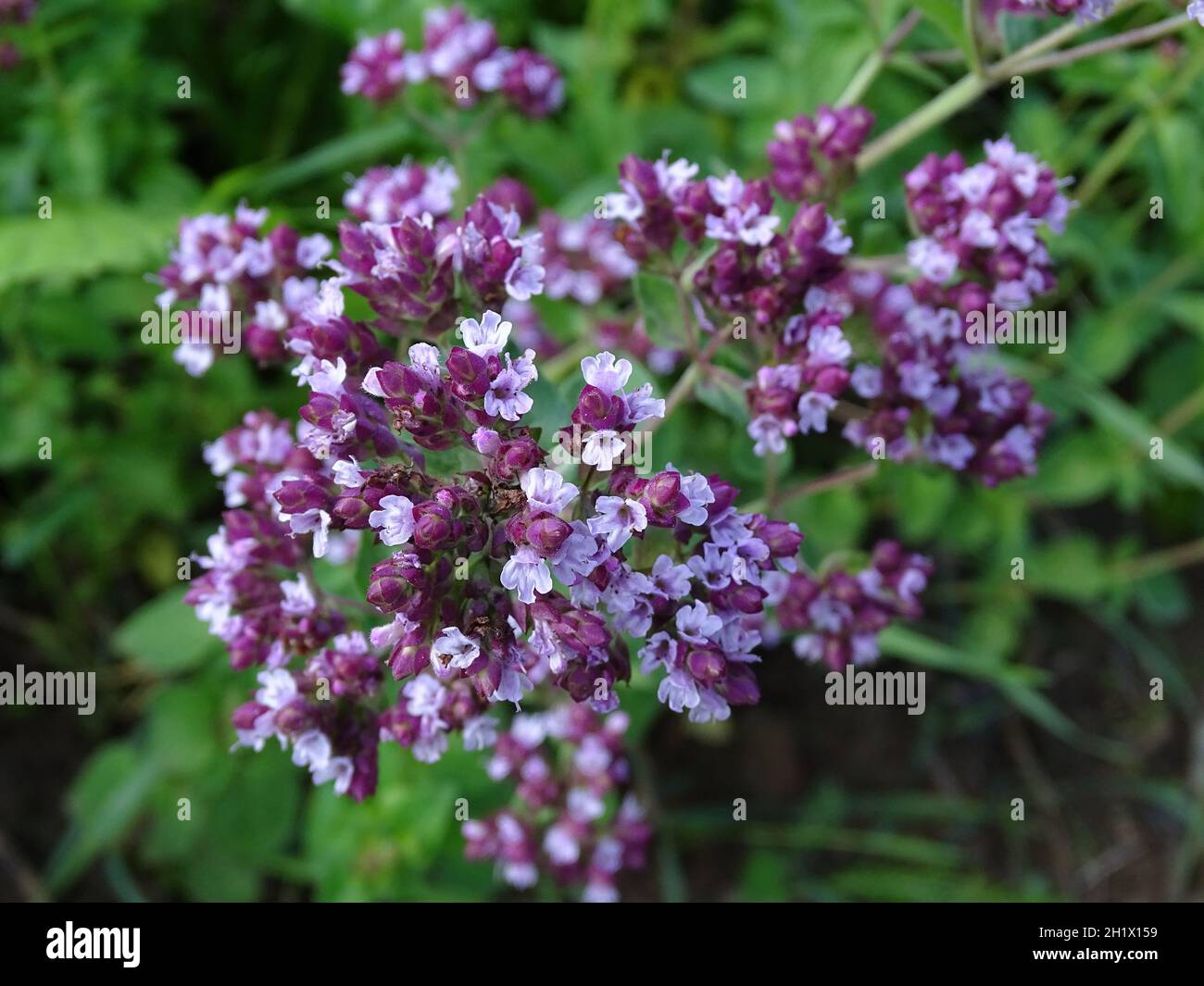 close up of the purple flowers of the herb marjoram (Origanum majorana ), in the open ground in the vegetable garden Origanum majorana Stock Photo